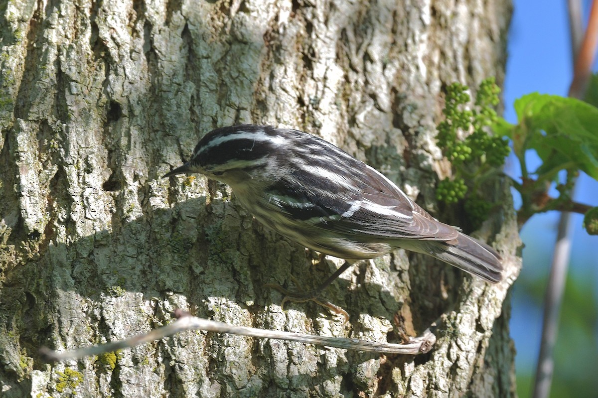Black-and-white Warbler - ML619149654