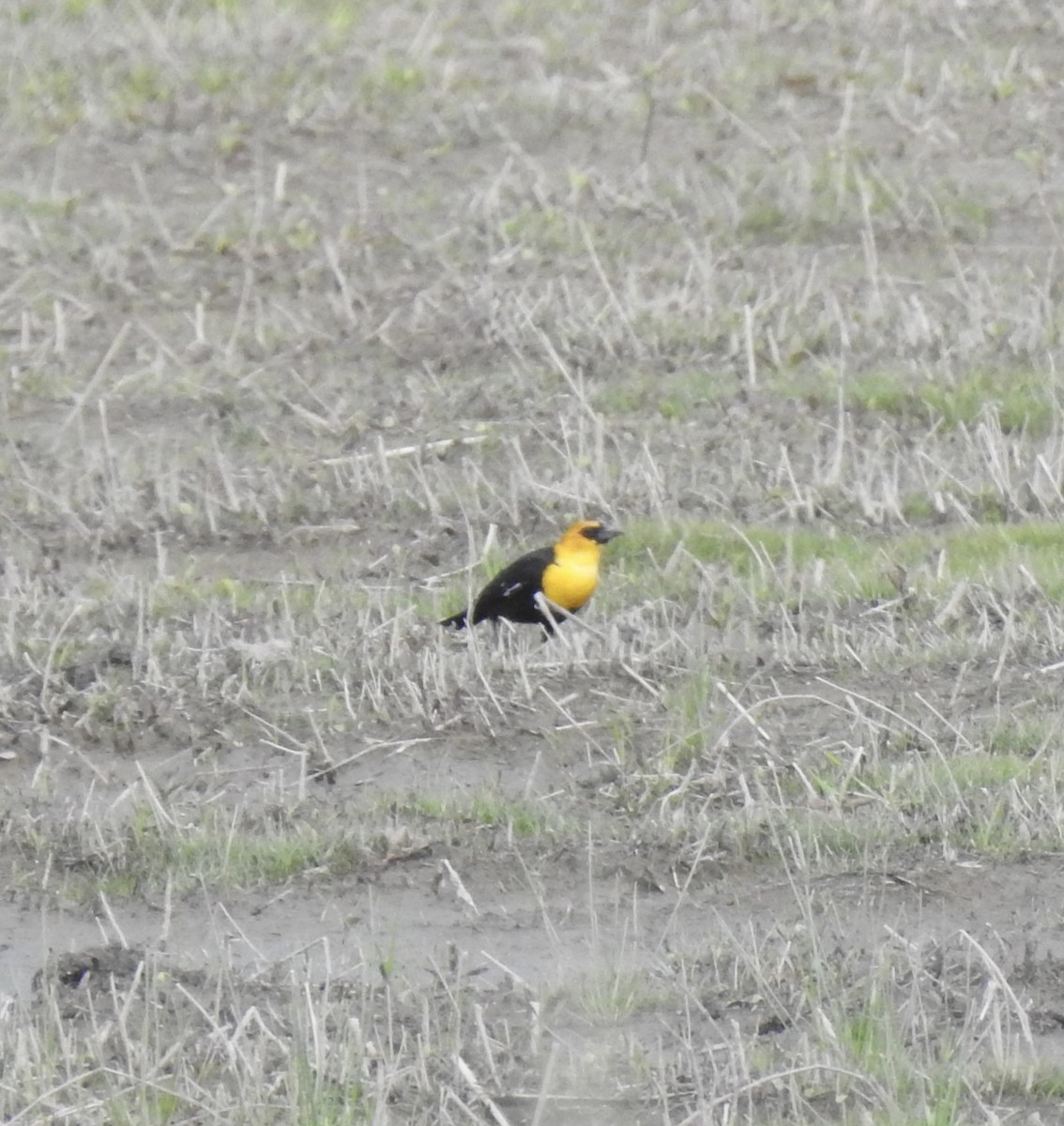 Yellow-headed Blackbird - ML619149711