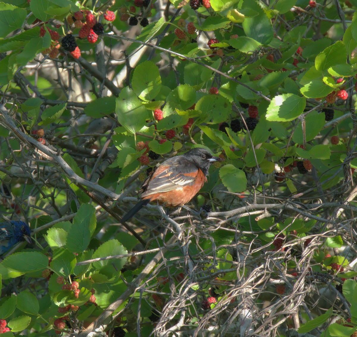 Orchard Oriole - ML619149717