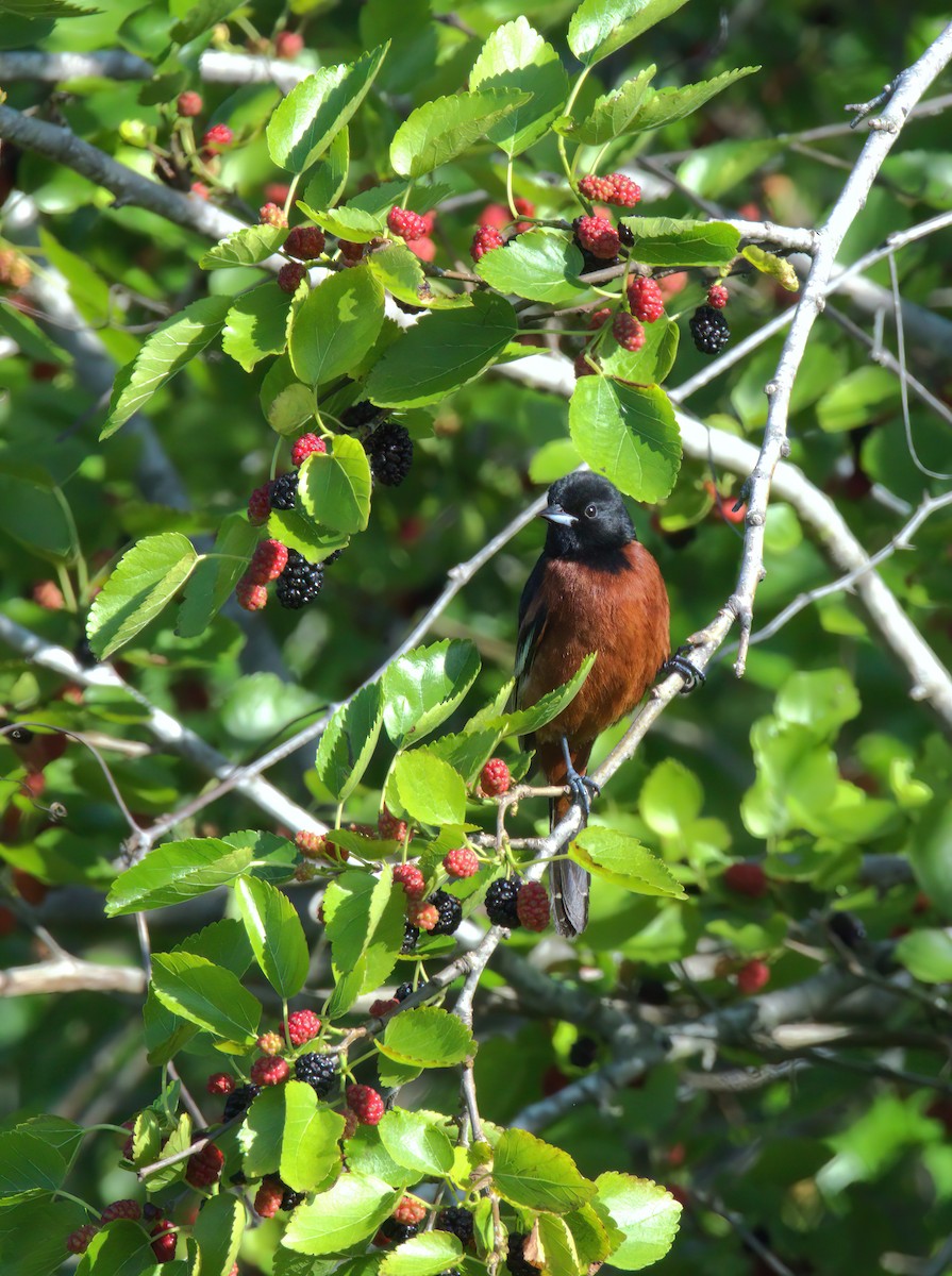 Orchard Oriole - ML619149718