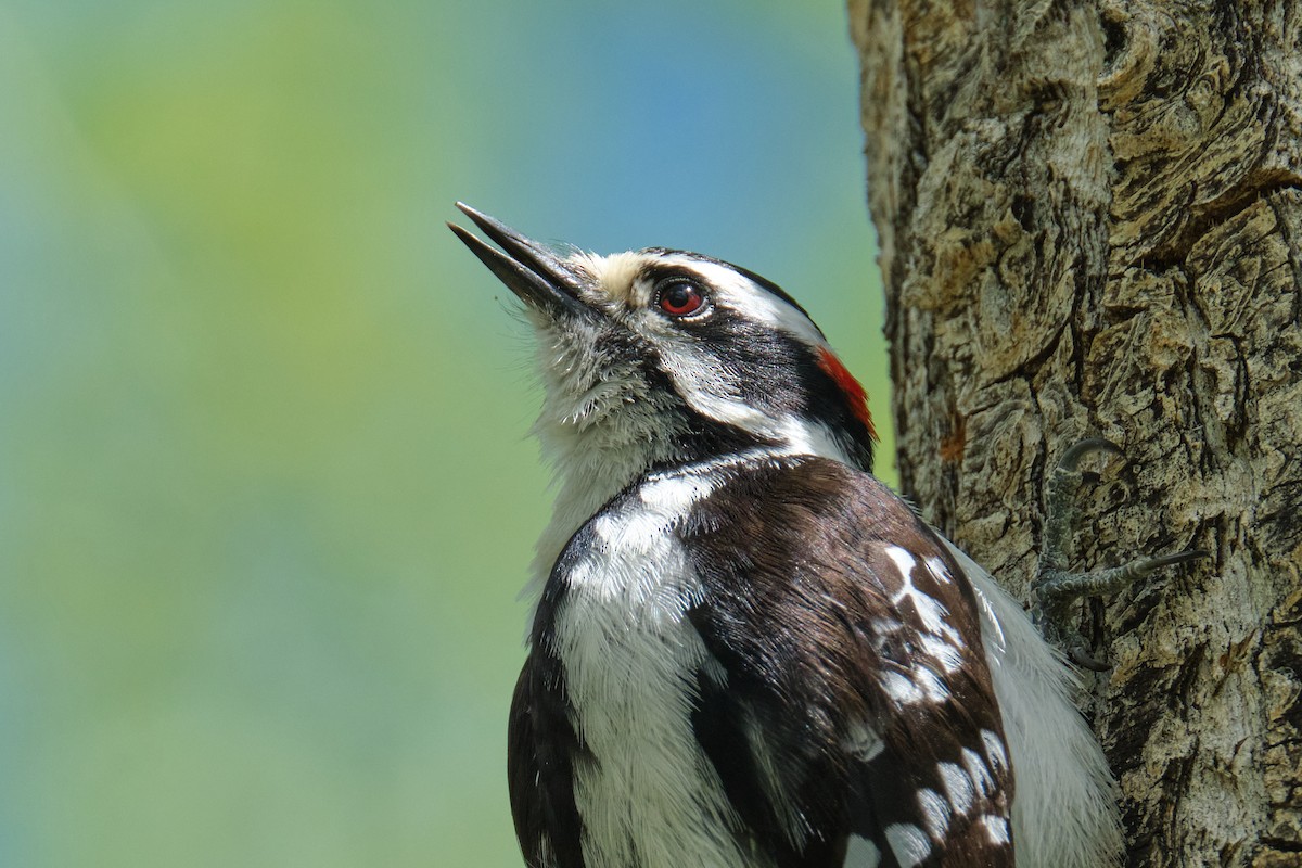 Downy Woodpecker - ML619149722