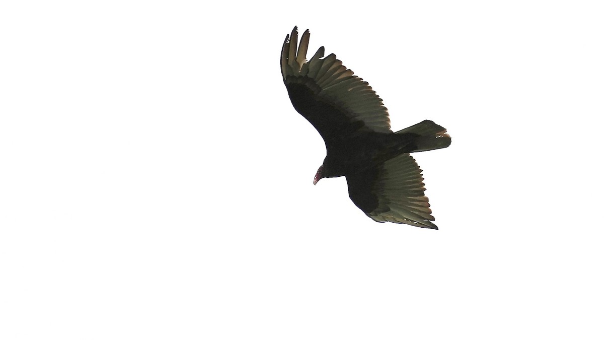 Turkey Vulture - ML619149739
