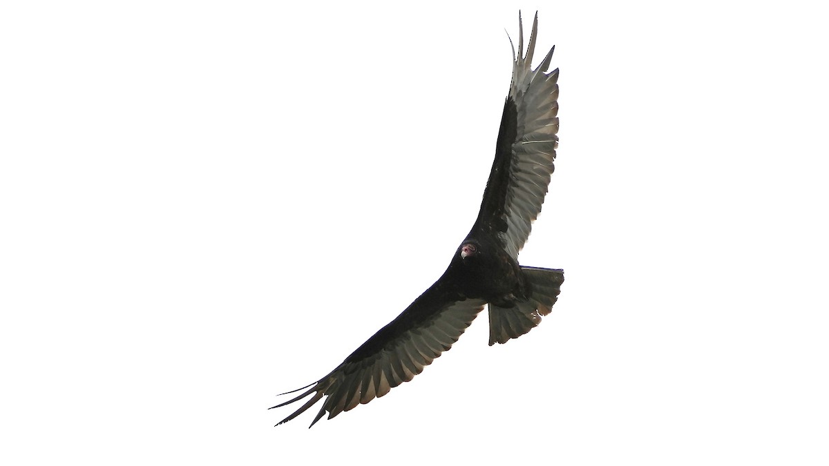 Turkey Vulture - ML619149740