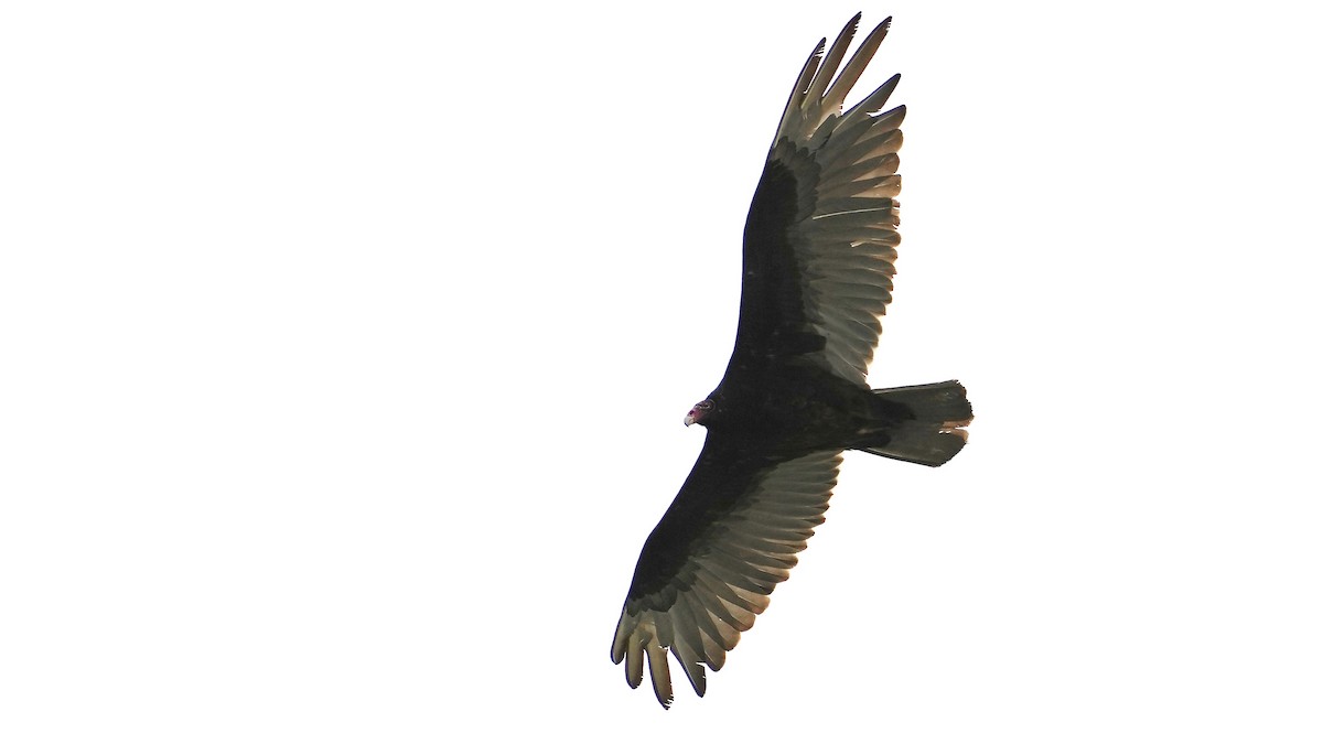 Turkey Vulture - ML619149744
