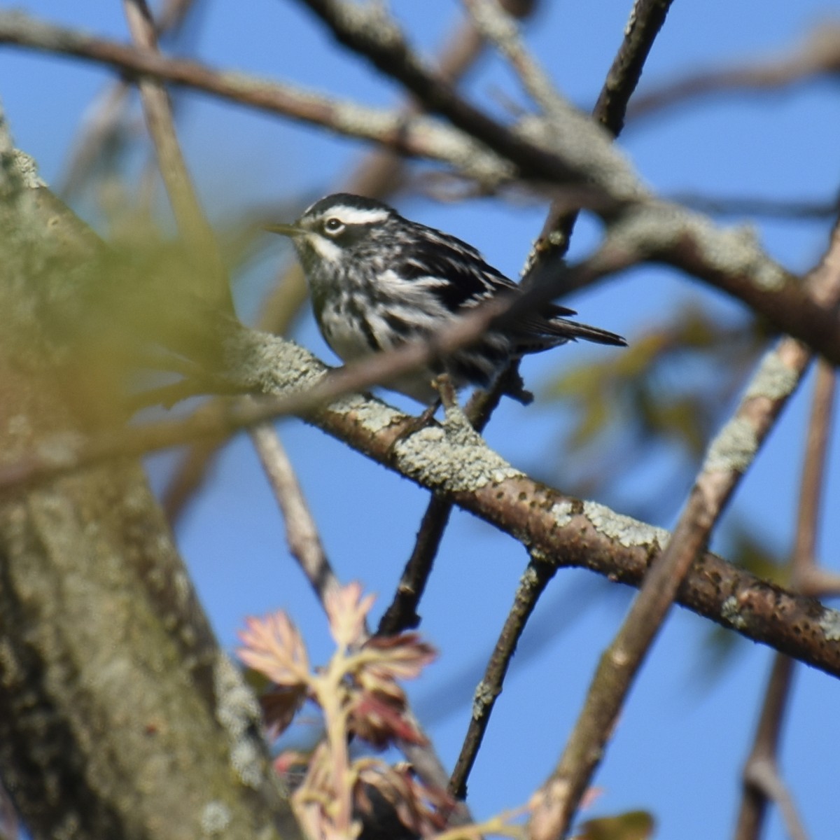 Black-and-white Warbler - ML619149770
