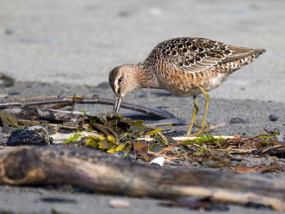 Long-billed Dowitcher - ML619149784