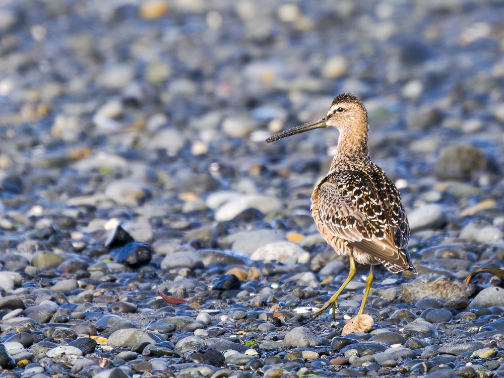 Long-billed Dowitcher - ML619149785