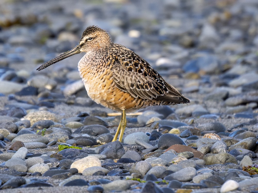 Long-billed Dowitcher - ML619149787