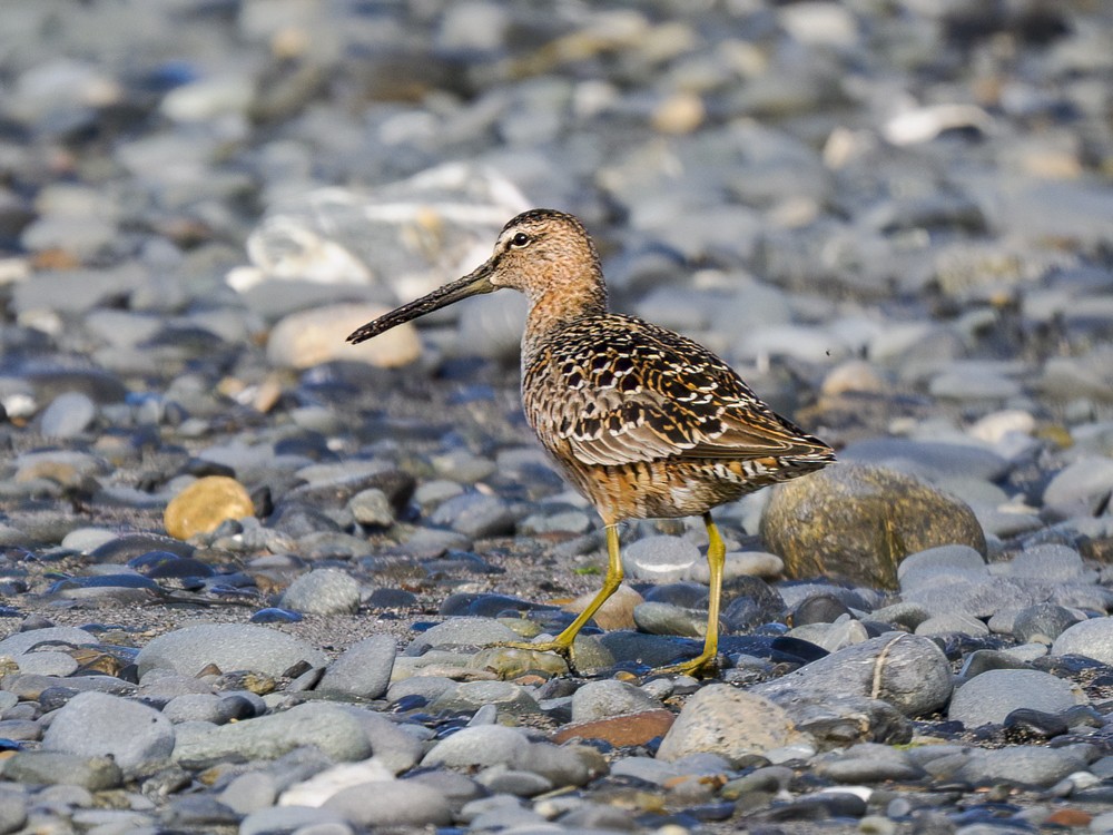 Long-billed Dowitcher - ML619149788