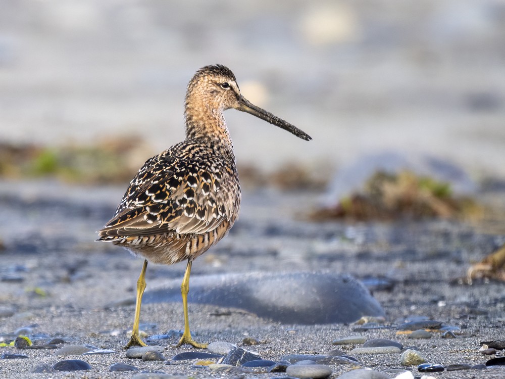 Long-billed Dowitcher - ML619149789