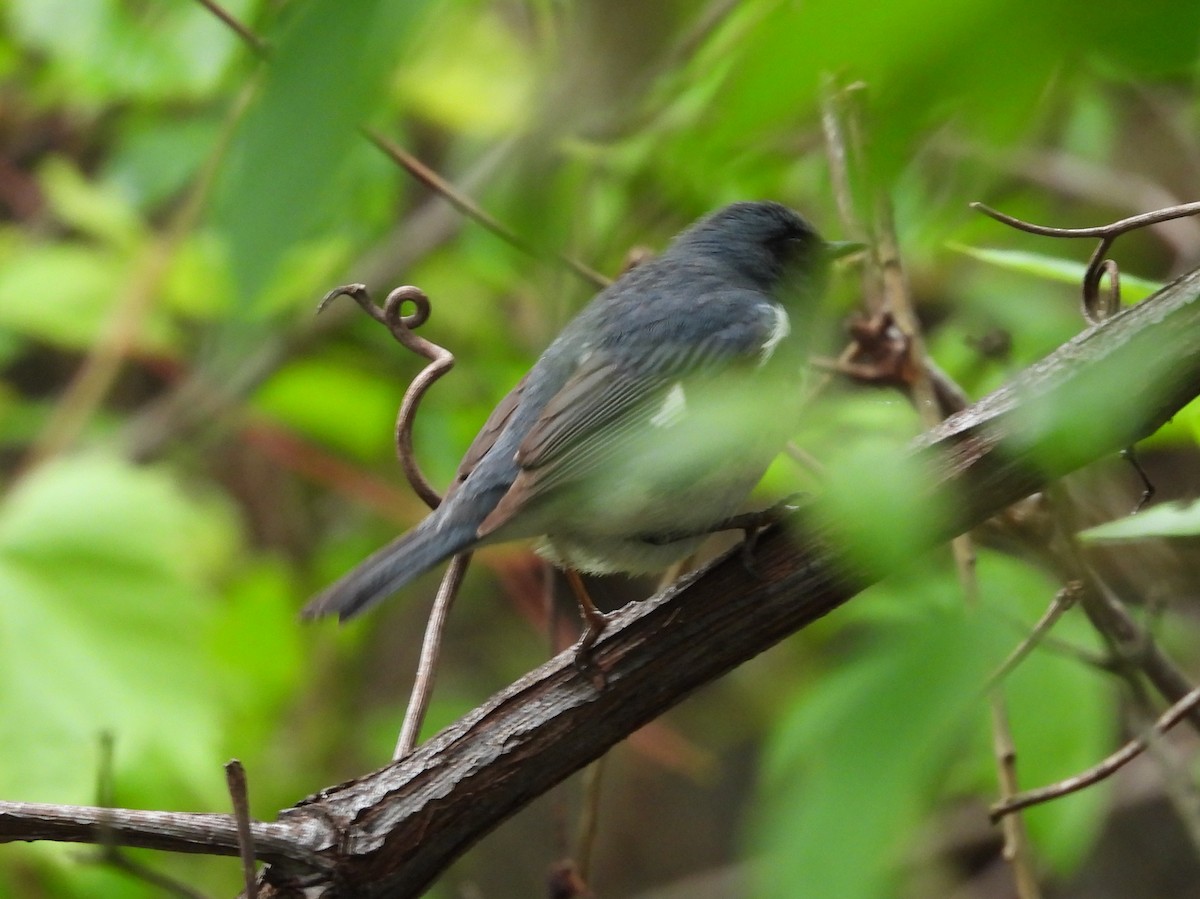 Black-throated Blue Warbler - ML619149795