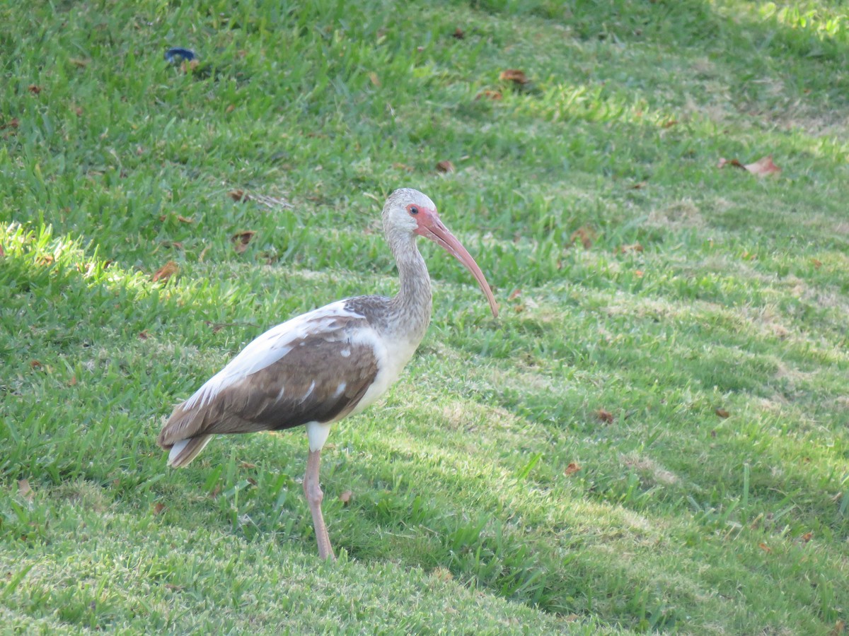 ibis bílý - ML619149807