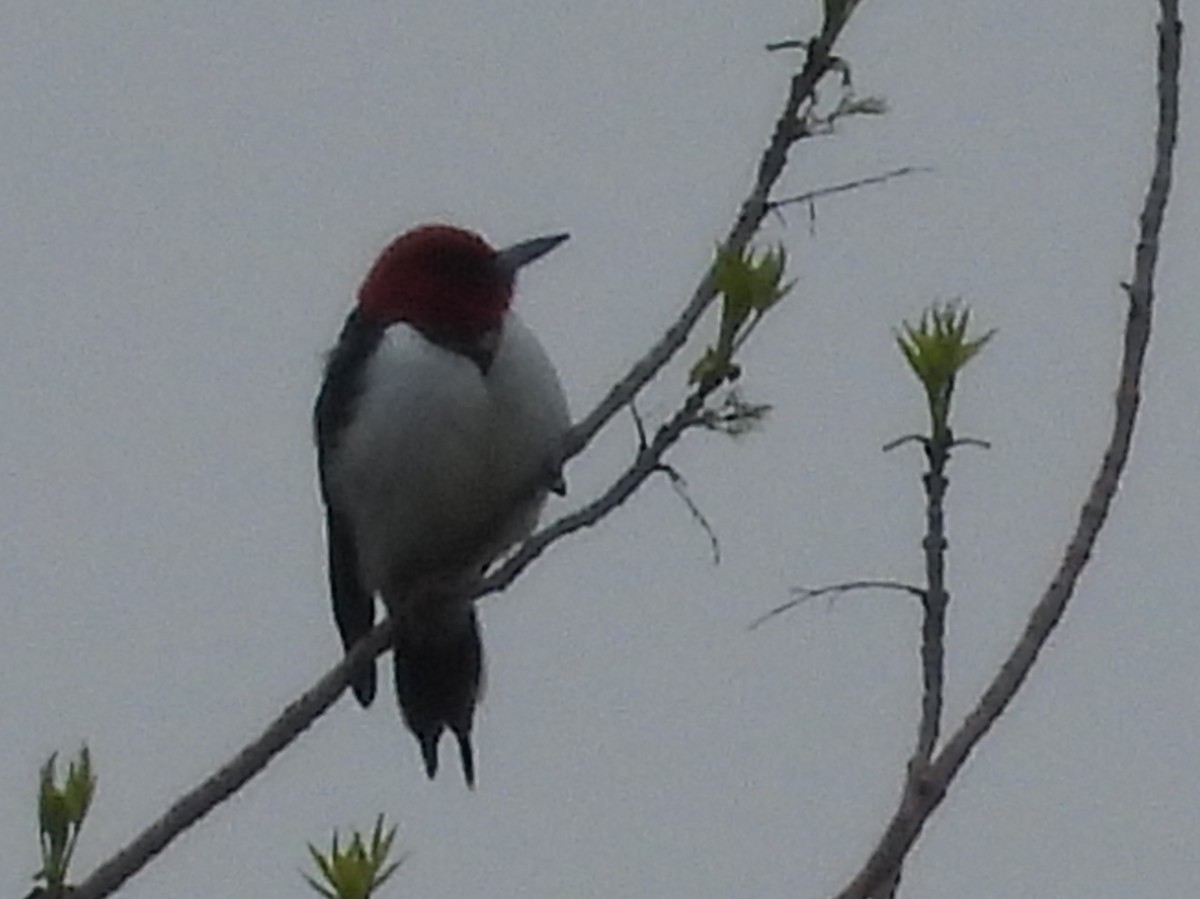 Red-headed Woodpecker - ML619149846