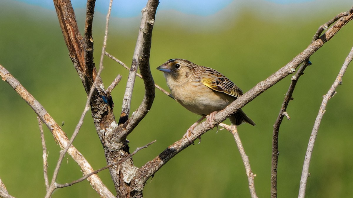 Grasshopper Sparrow - ML619149860