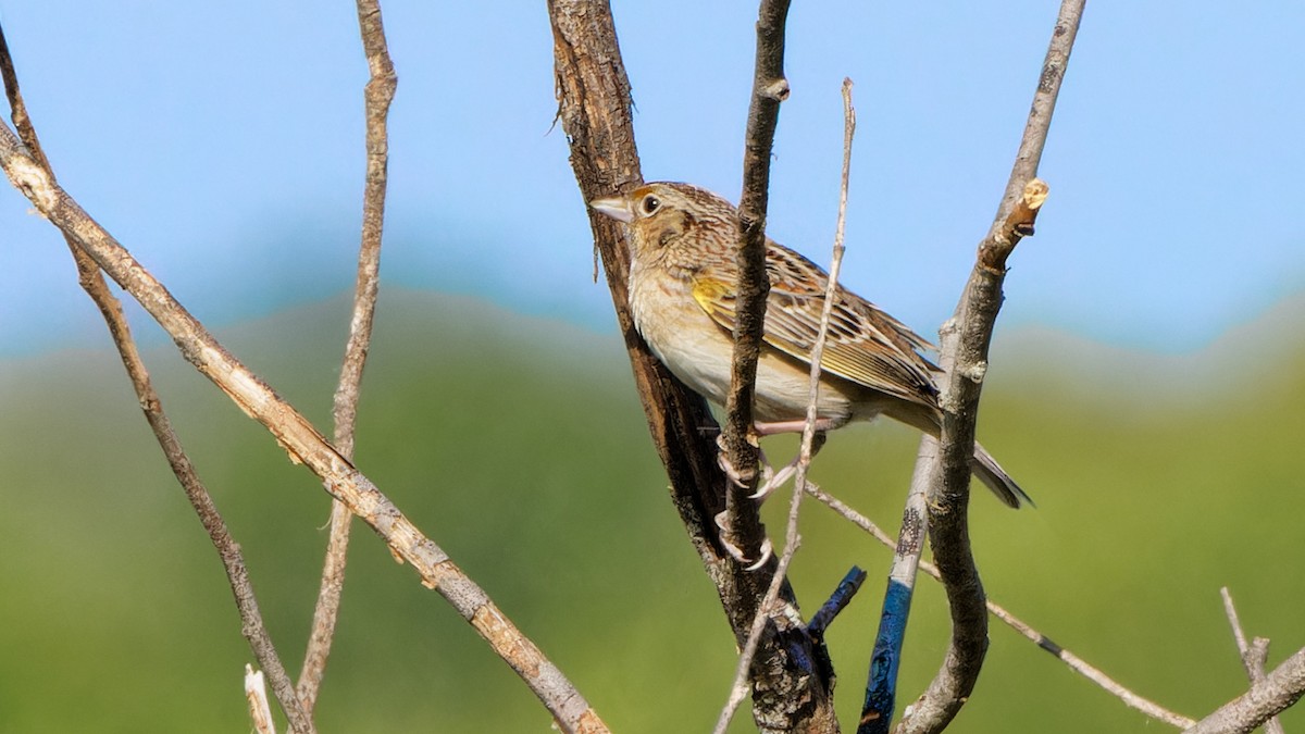Grasshopper Sparrow - ML619149861