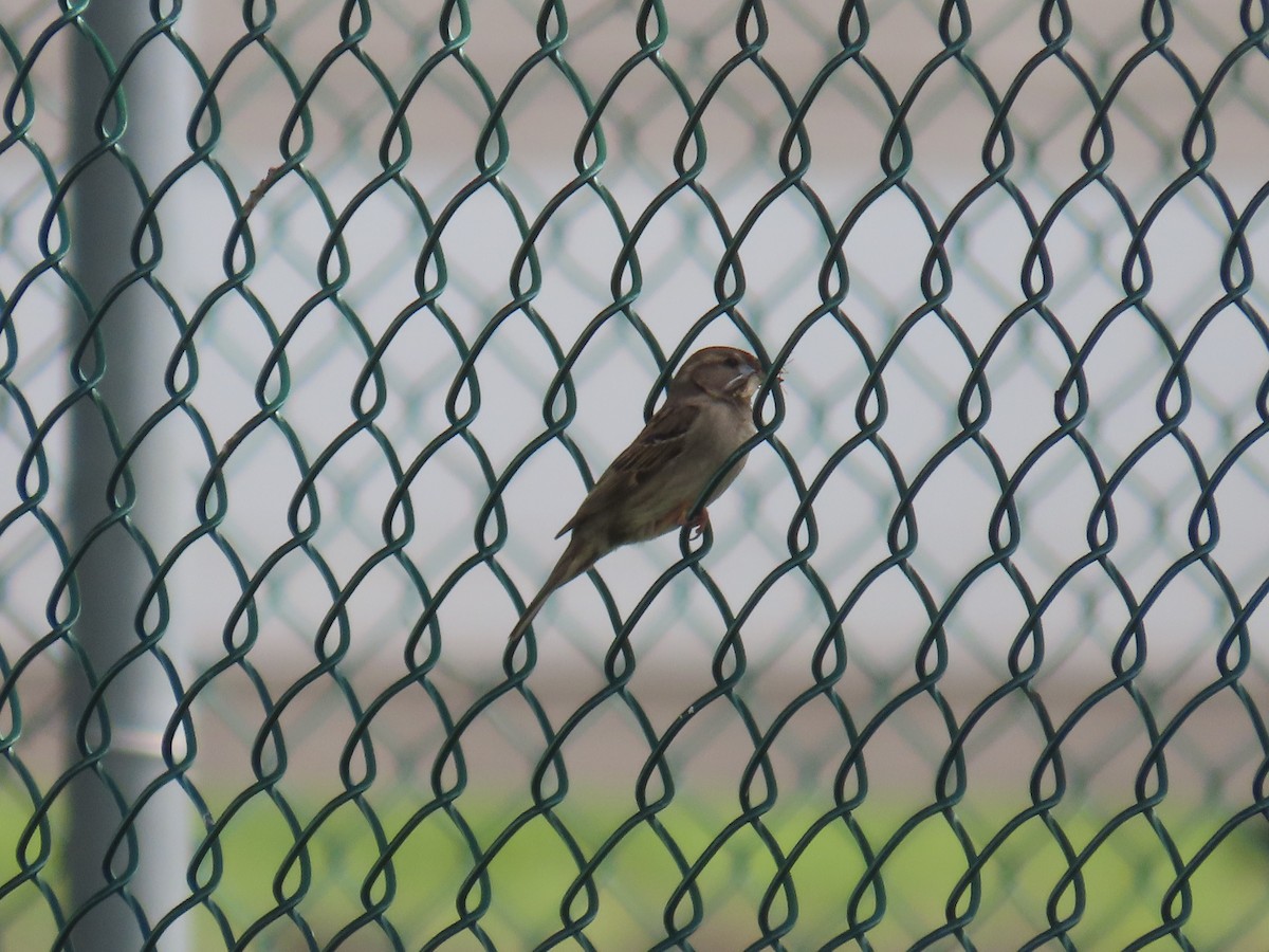 House Sparrow - ML619149904