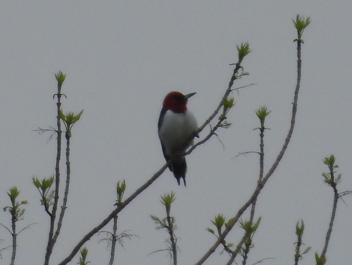 Red-headed Woodpecker - ML619149927
