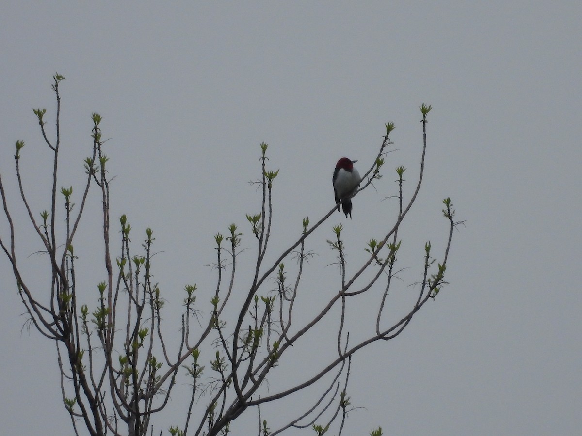 Red-headed Woodpecker - ML619149928