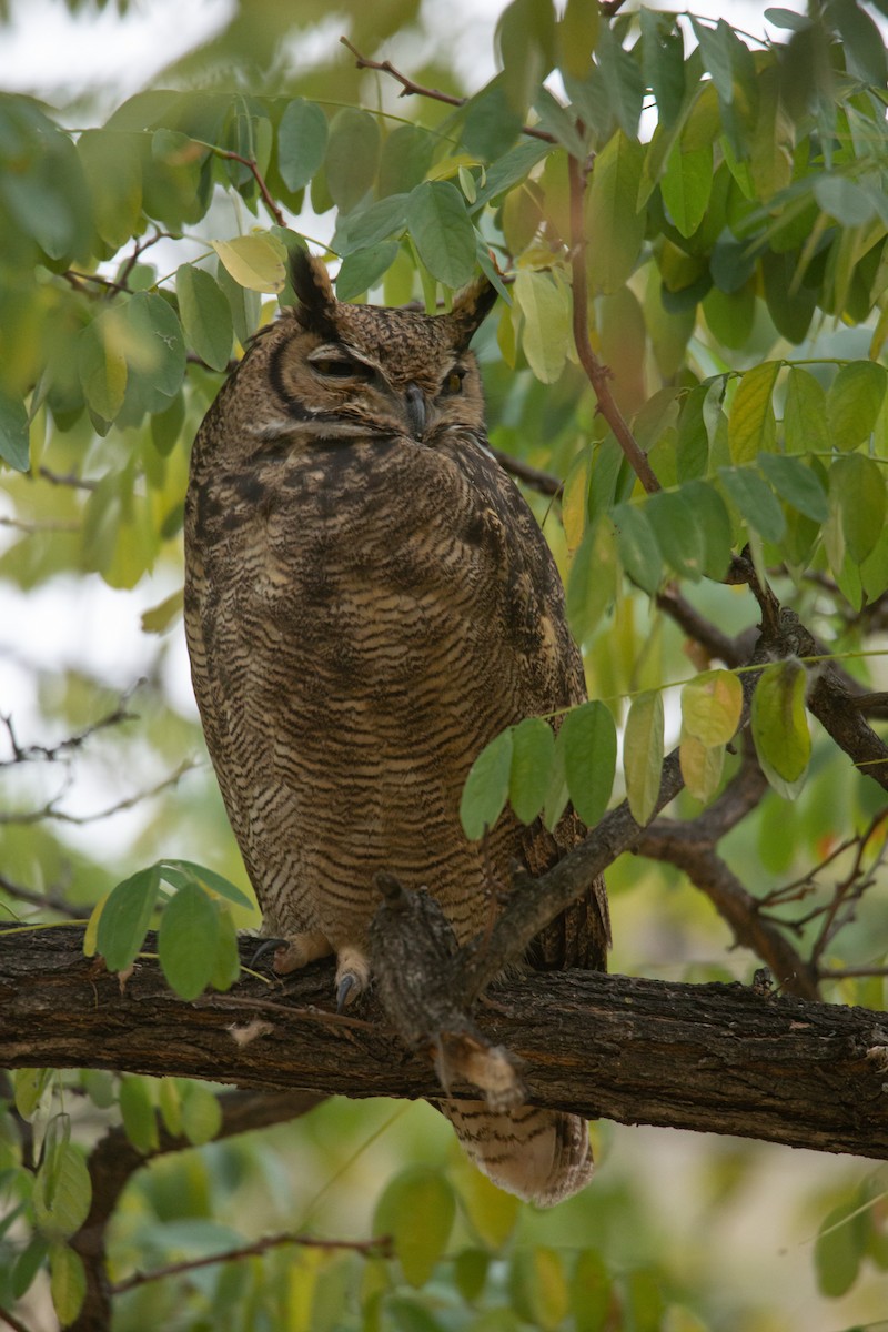 Lesser Horned Owl - ML619149930