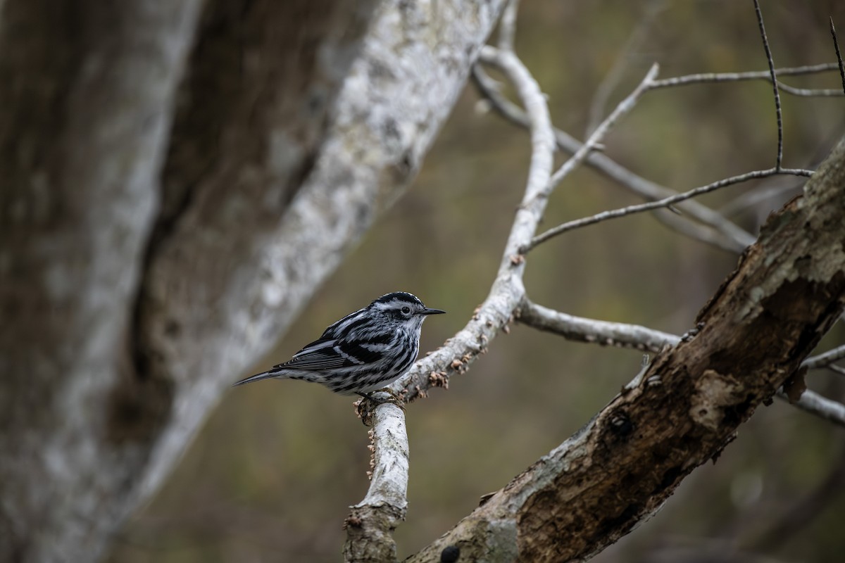 Black-and-white Warbler - ML619150048