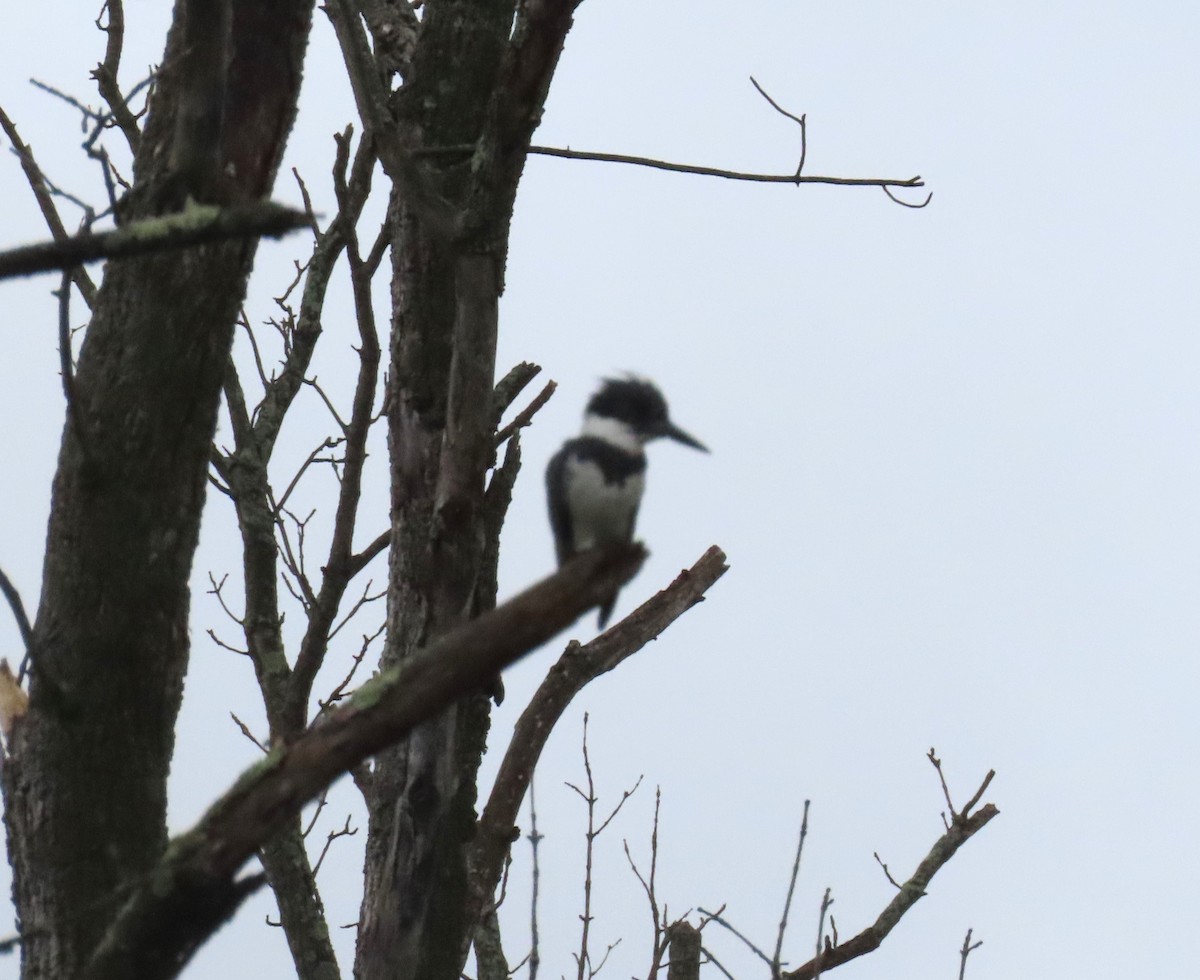 Belted Kingfisher - ML619150152