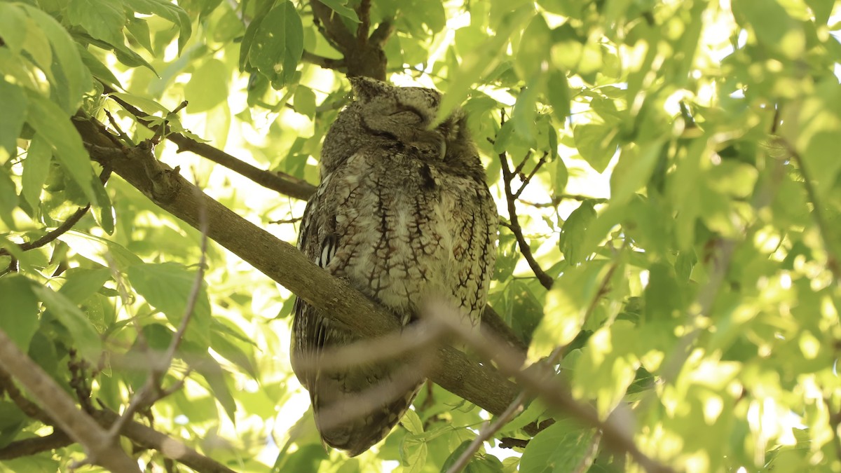Eastern Screech-Owl - ML619150294