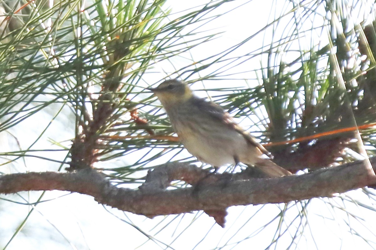 Cape May Warbler - ML619150301