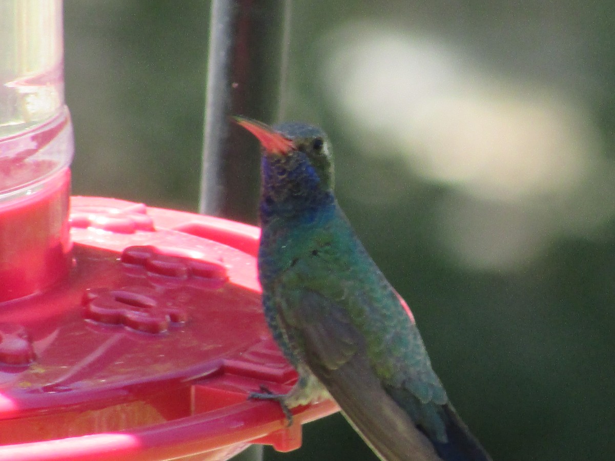 kolibřík širokozobý - ML619150308