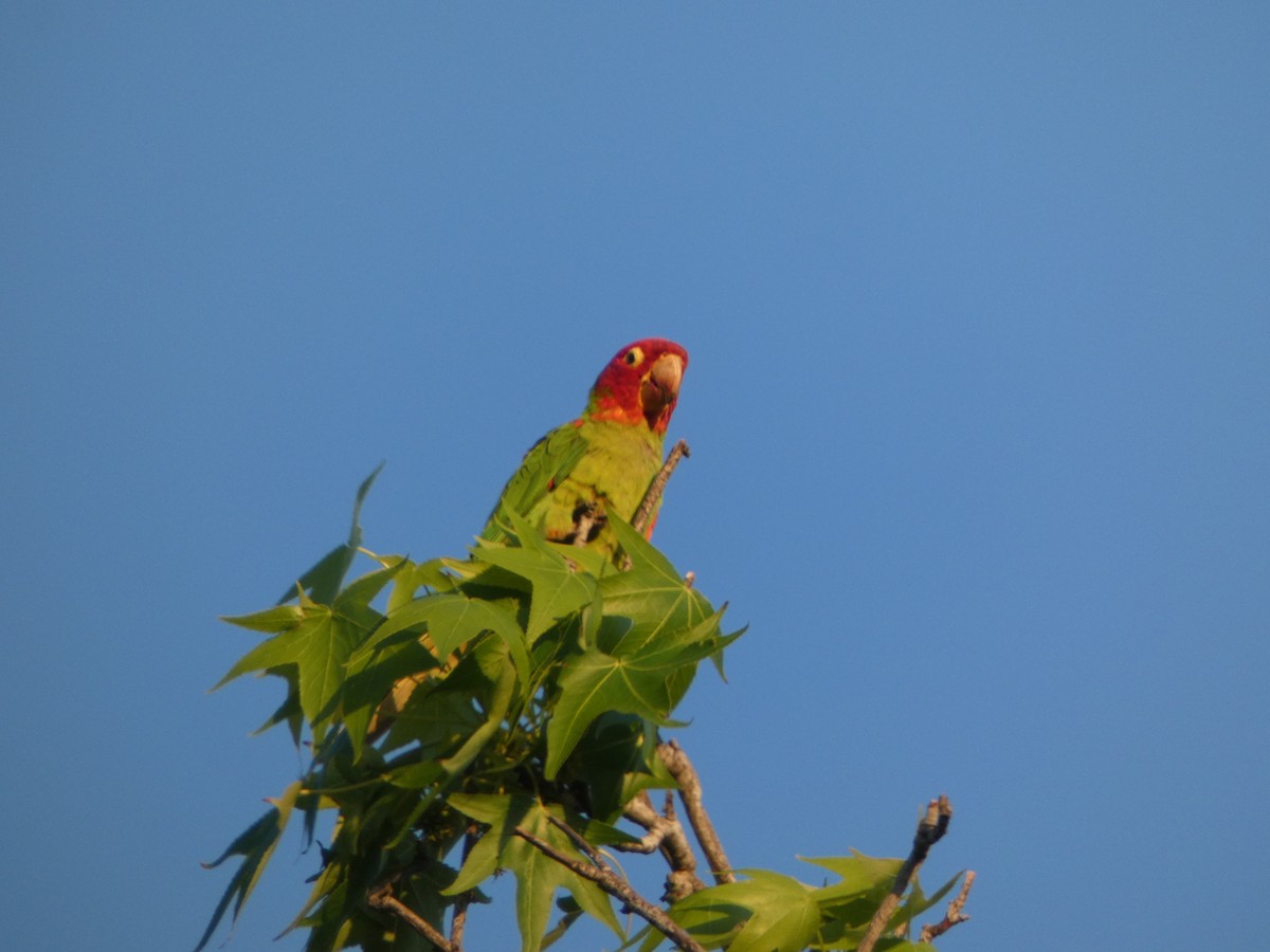 Guayaquil Papağanı - ML619150315