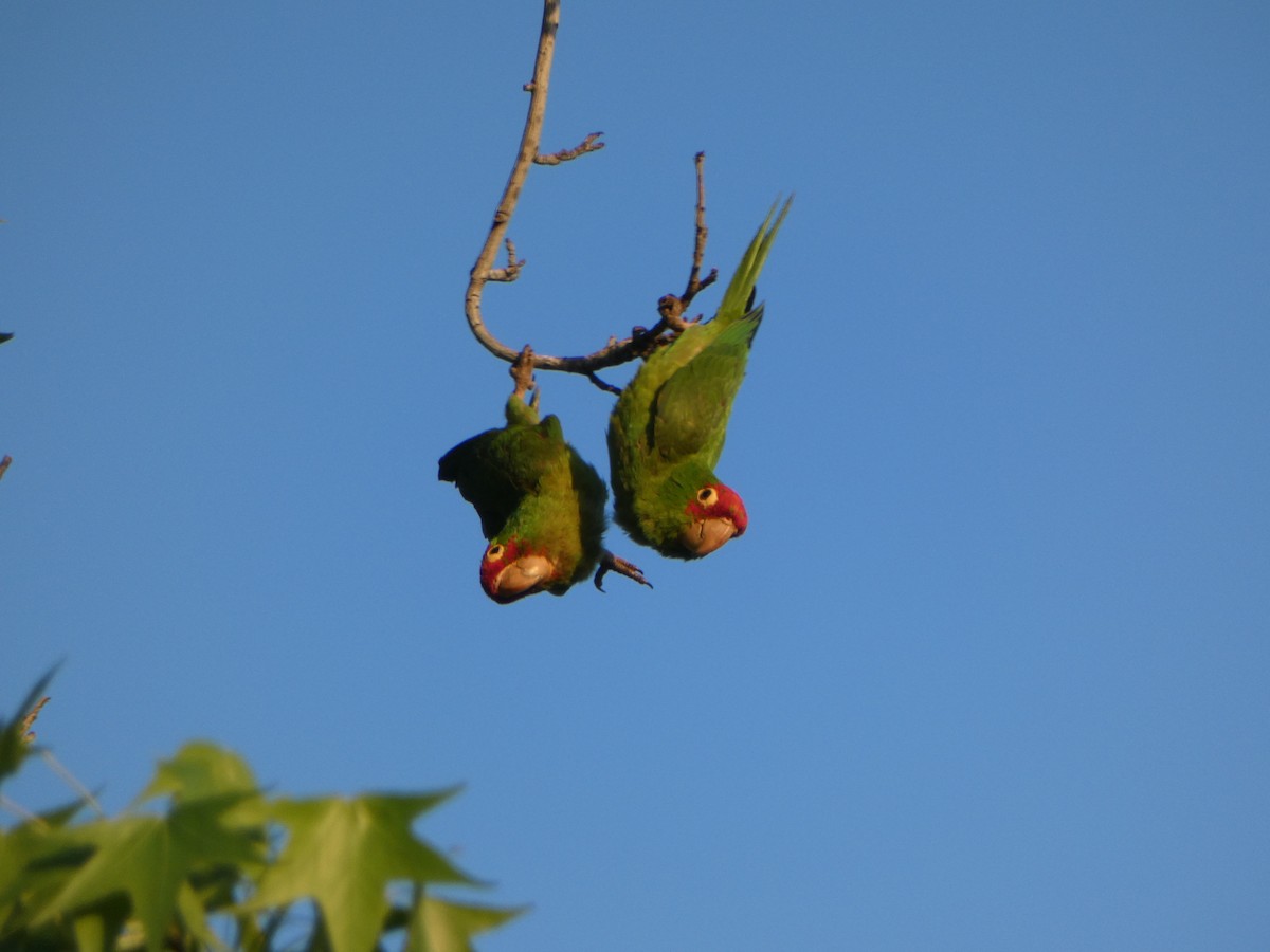 Guayaquil Papağanı - ML619150316
