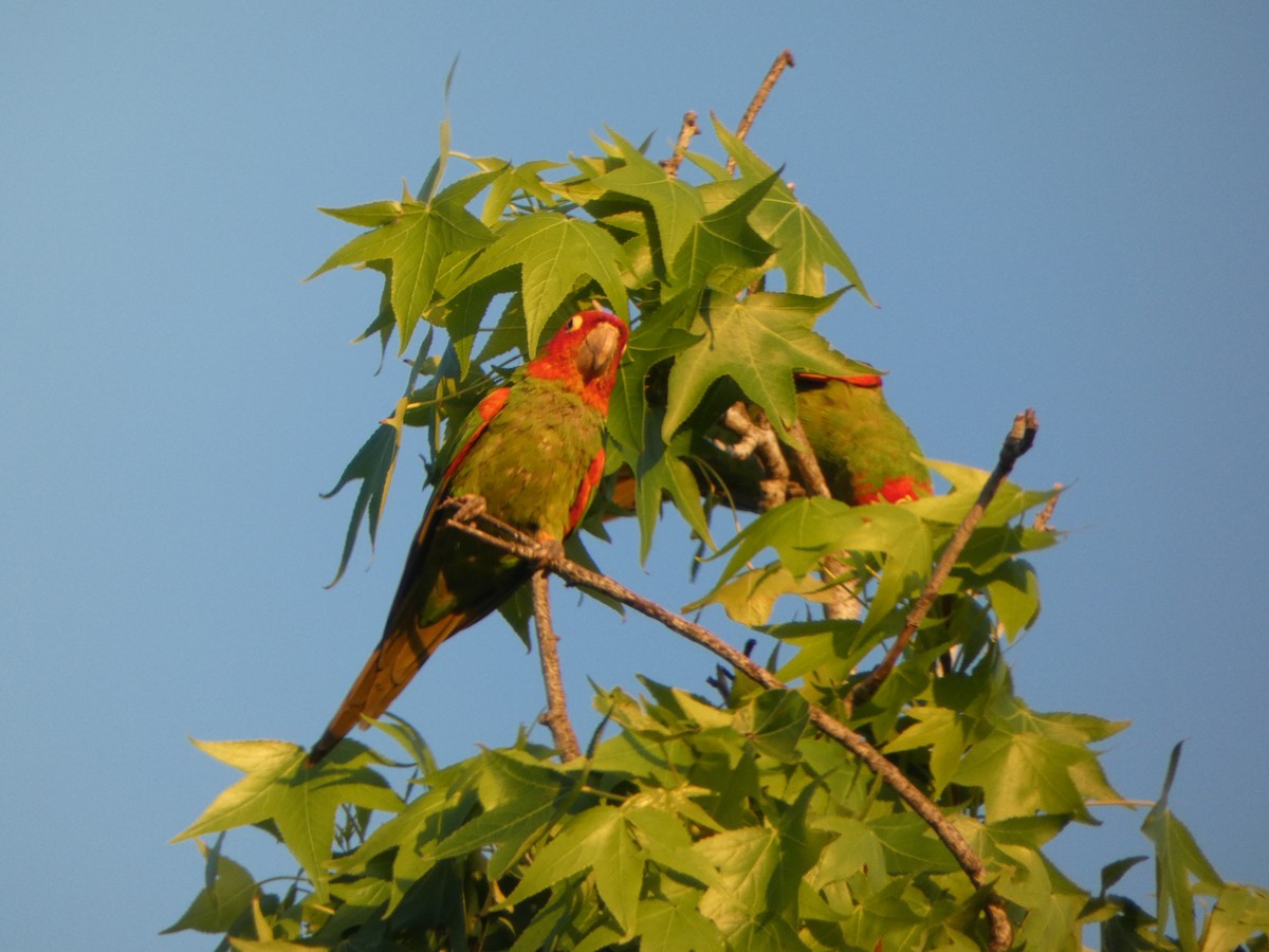 Red-masked Parakeet - ML619150317