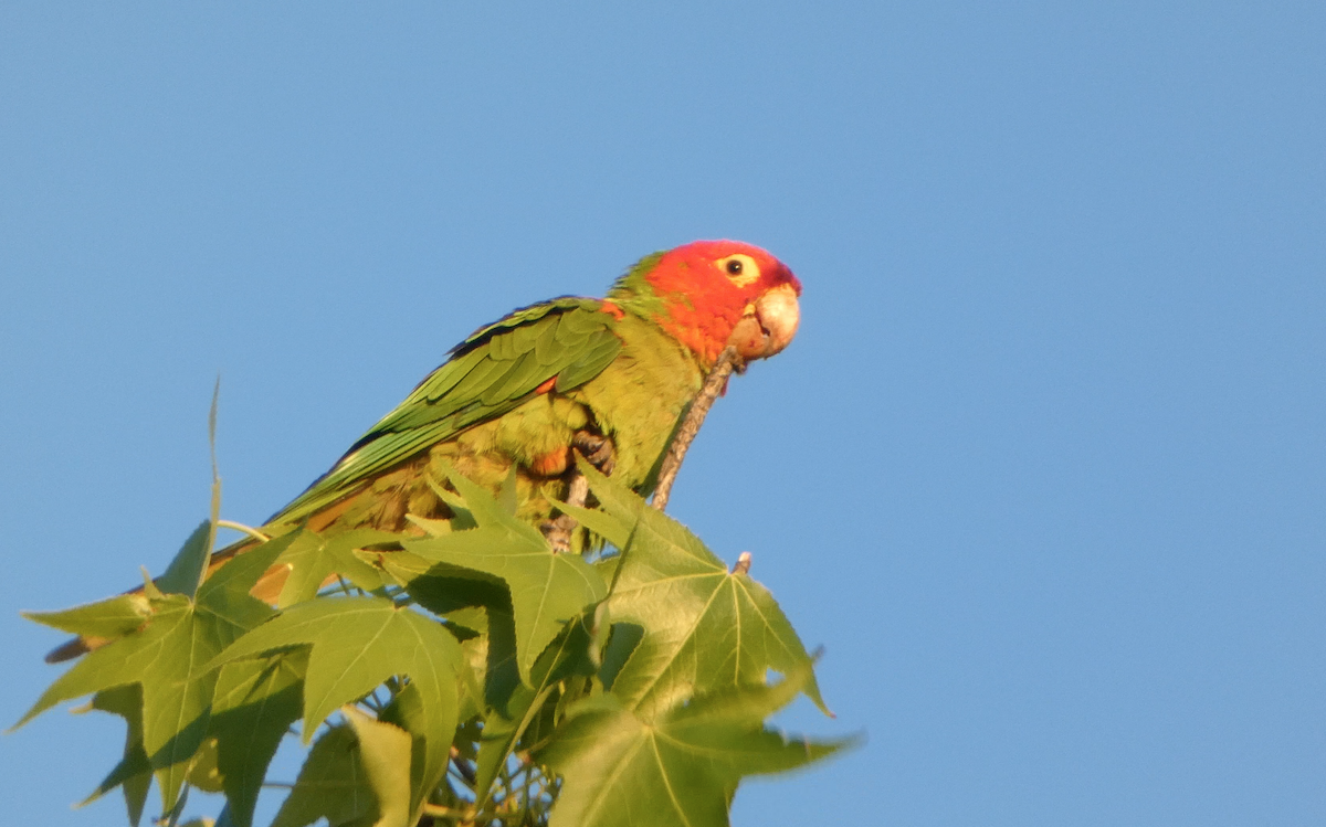 Guayaquil Papağanı - ML619150318