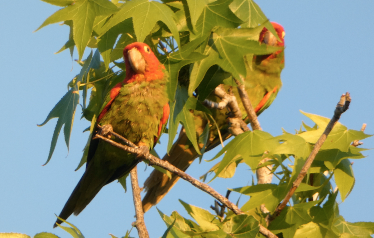 Guayaquil Papağanı - ML619150319