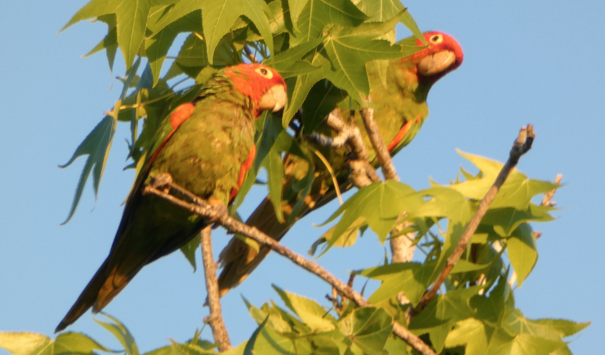 Guayaquil Papağanı - ML619150321
