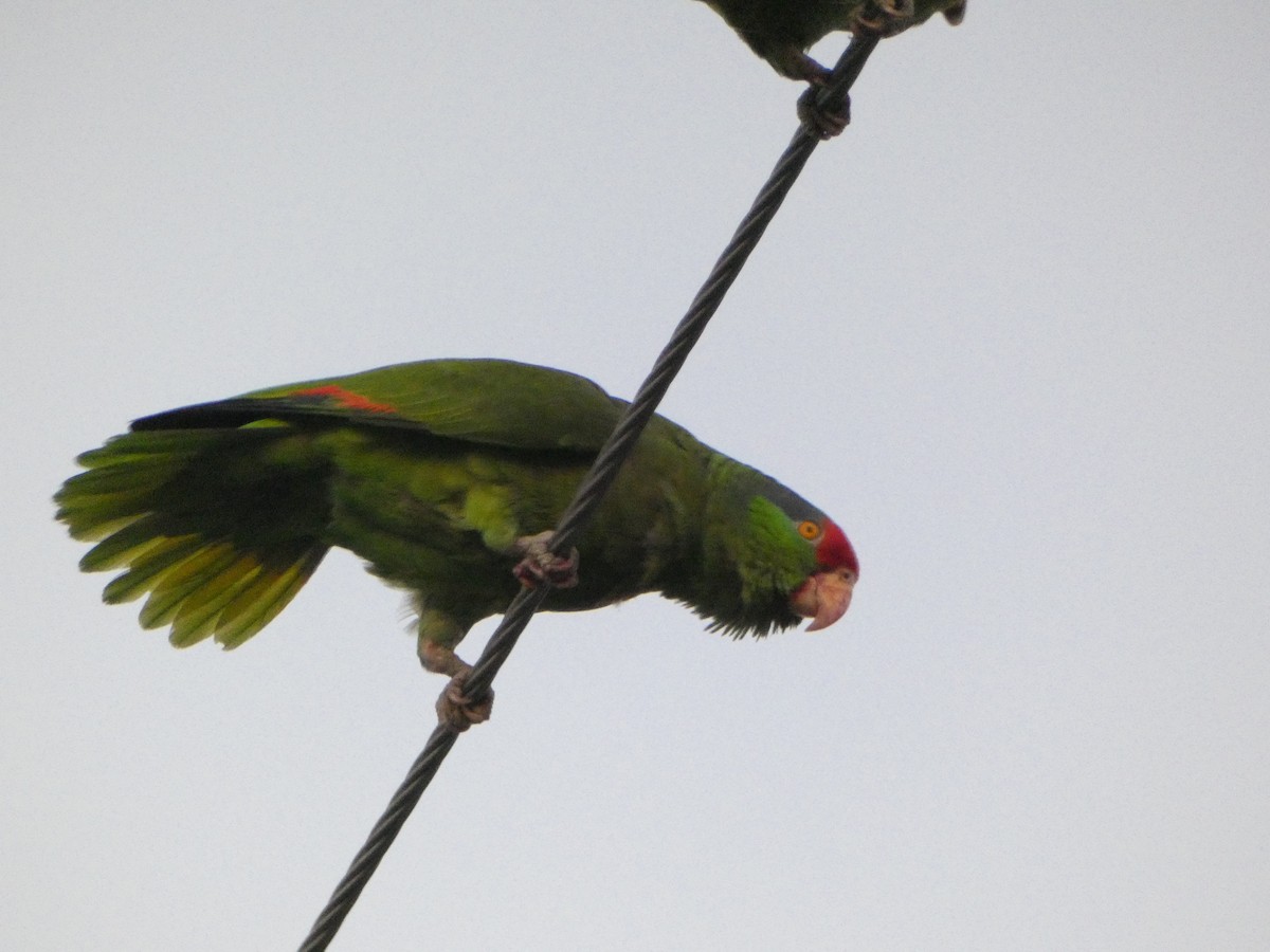 Red-crowned Parrot - ML619150412