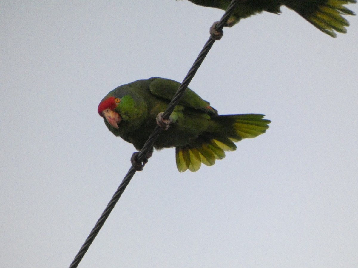 Red-crowned Parrot - ML619150413