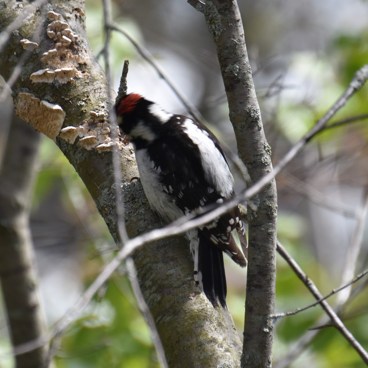 Downy Woodpecker - ML619150419