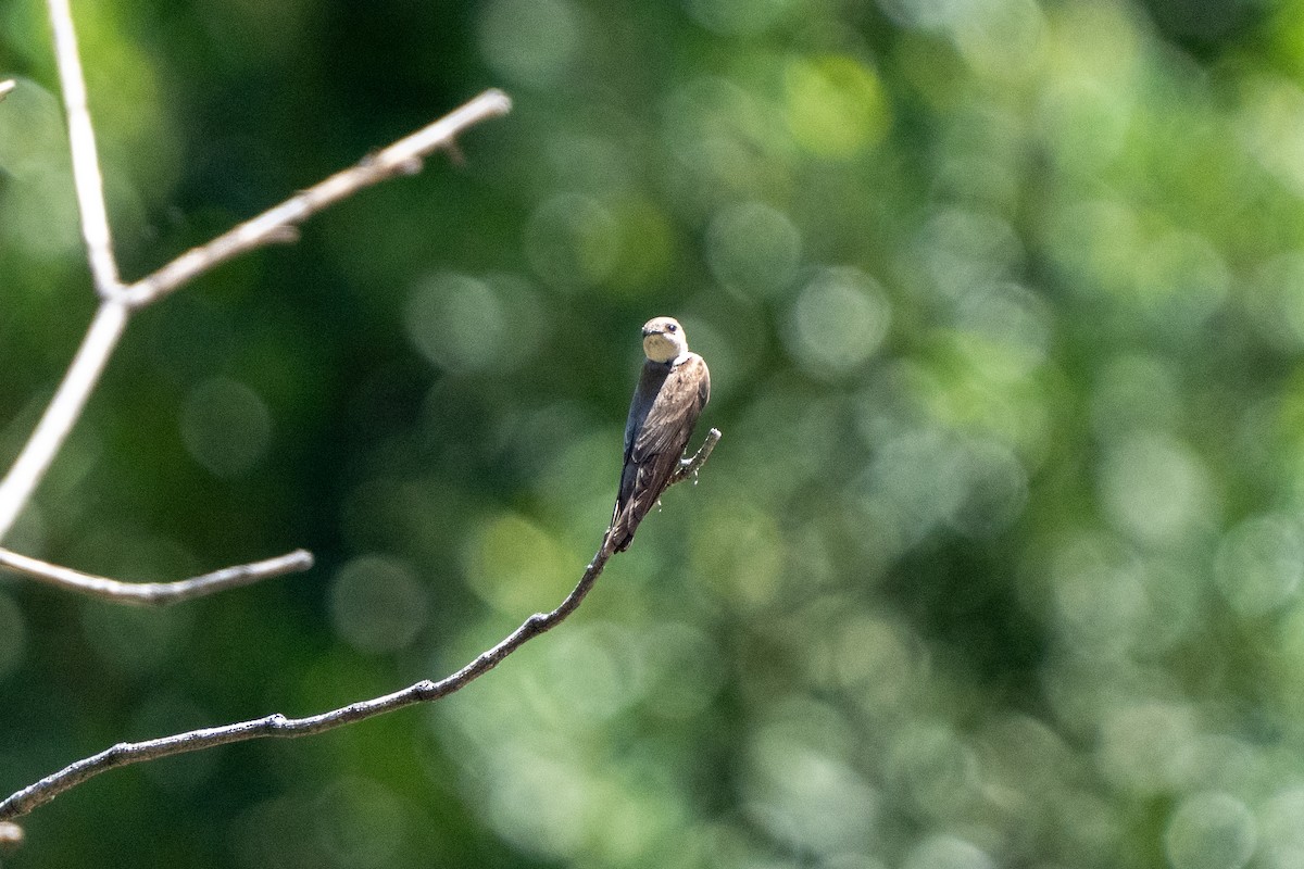 Northern Rough-winged Swallow - ML619150429