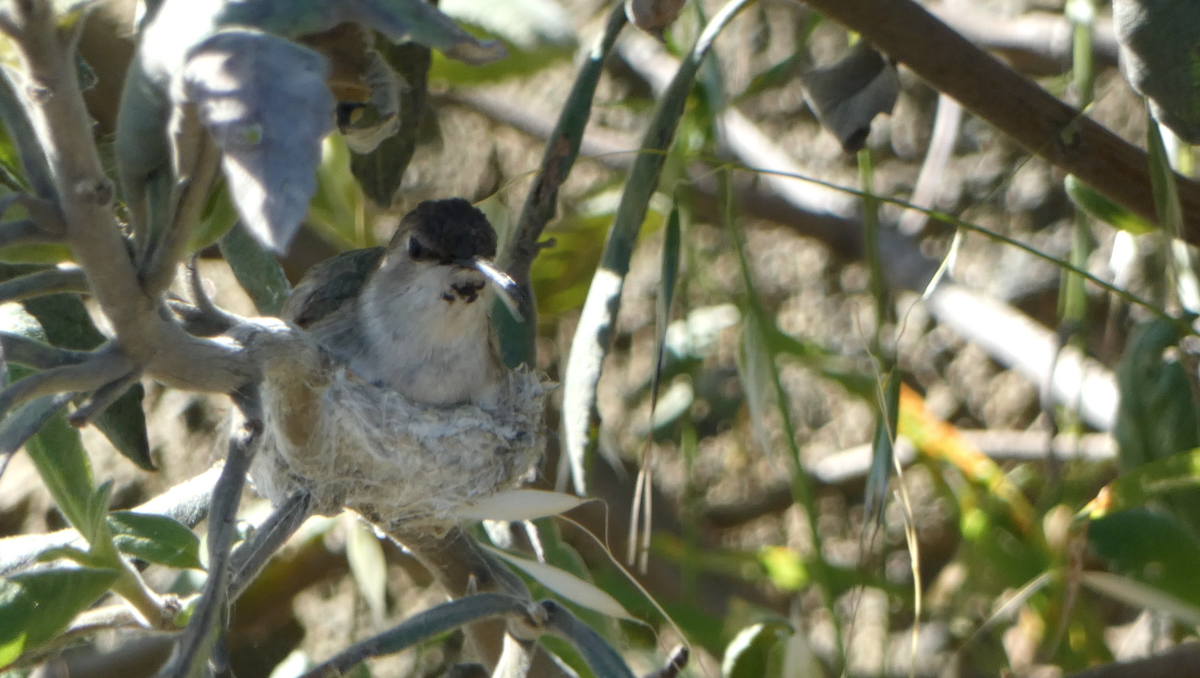Costa's Hummingbird - ML619150452