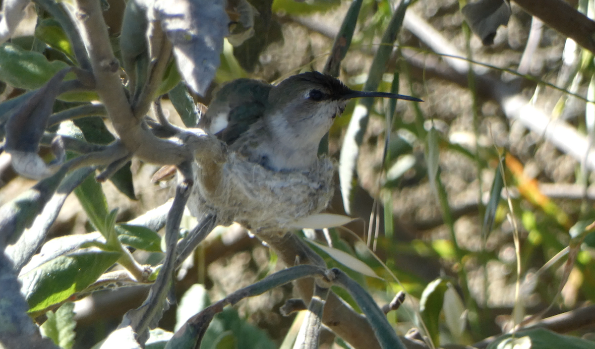 Costa's Hummingbird - ML619150453