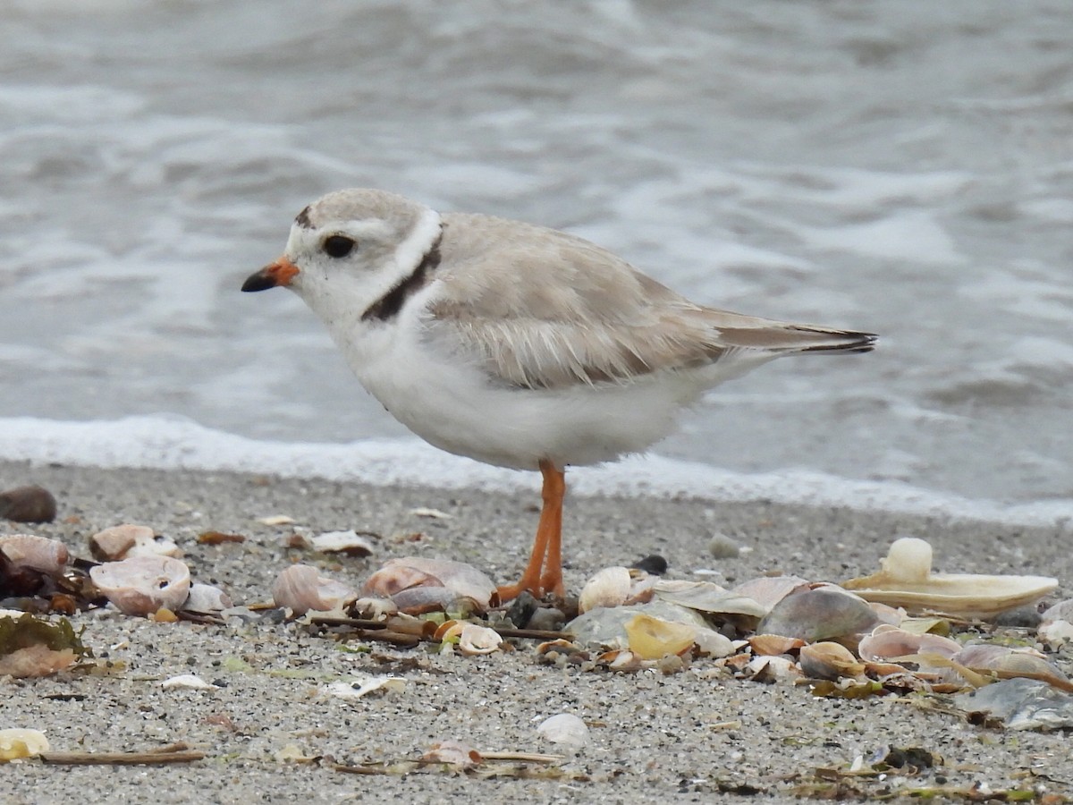 Piping Plover - ML619150469