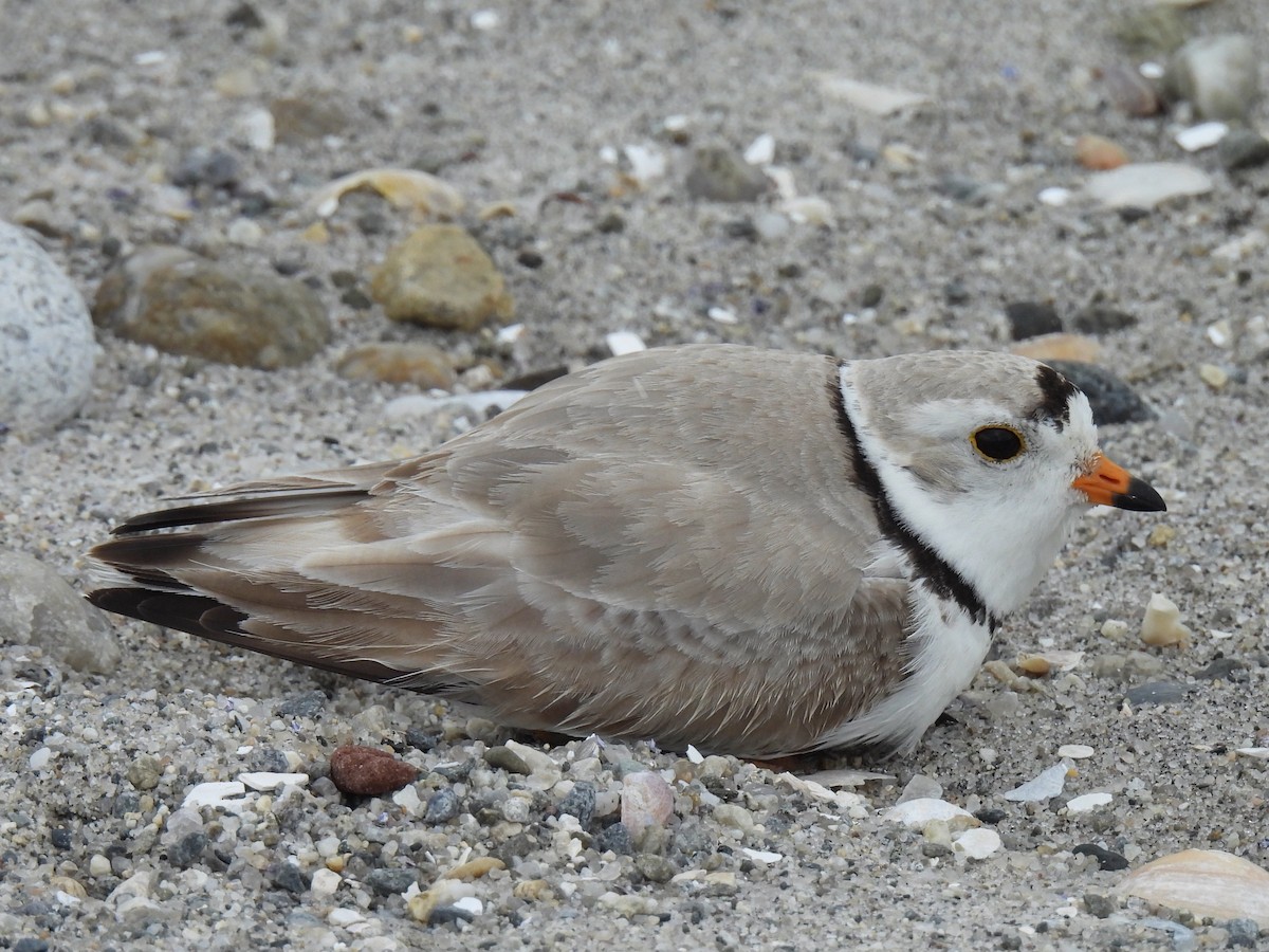 Piping Plover - ML619150470