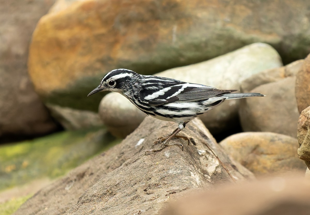 Black-and-white Warbler - ML619150501