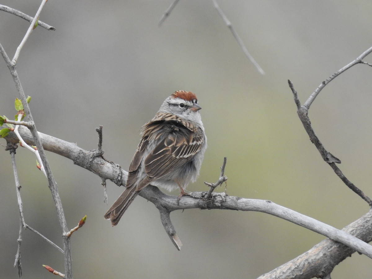 Chipping Sparrow - ML619150572