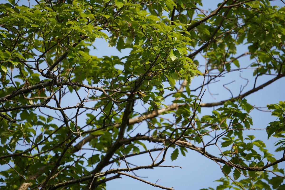 Magnolia Warbler - ML619150578