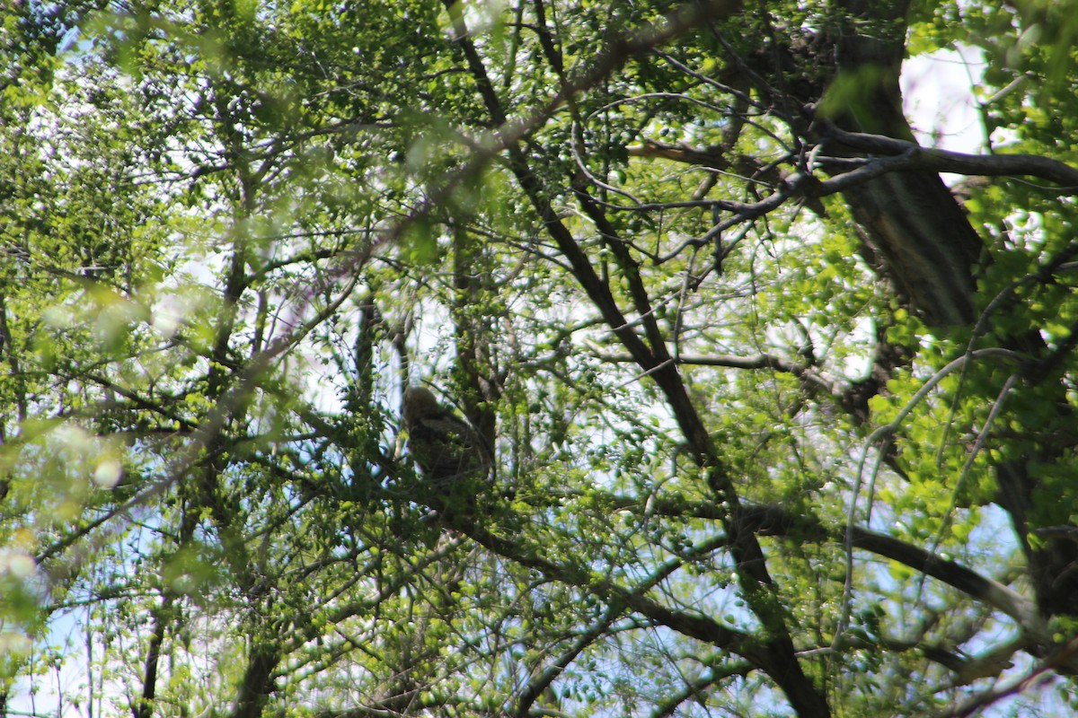 Great Horned Owl - ML619150595