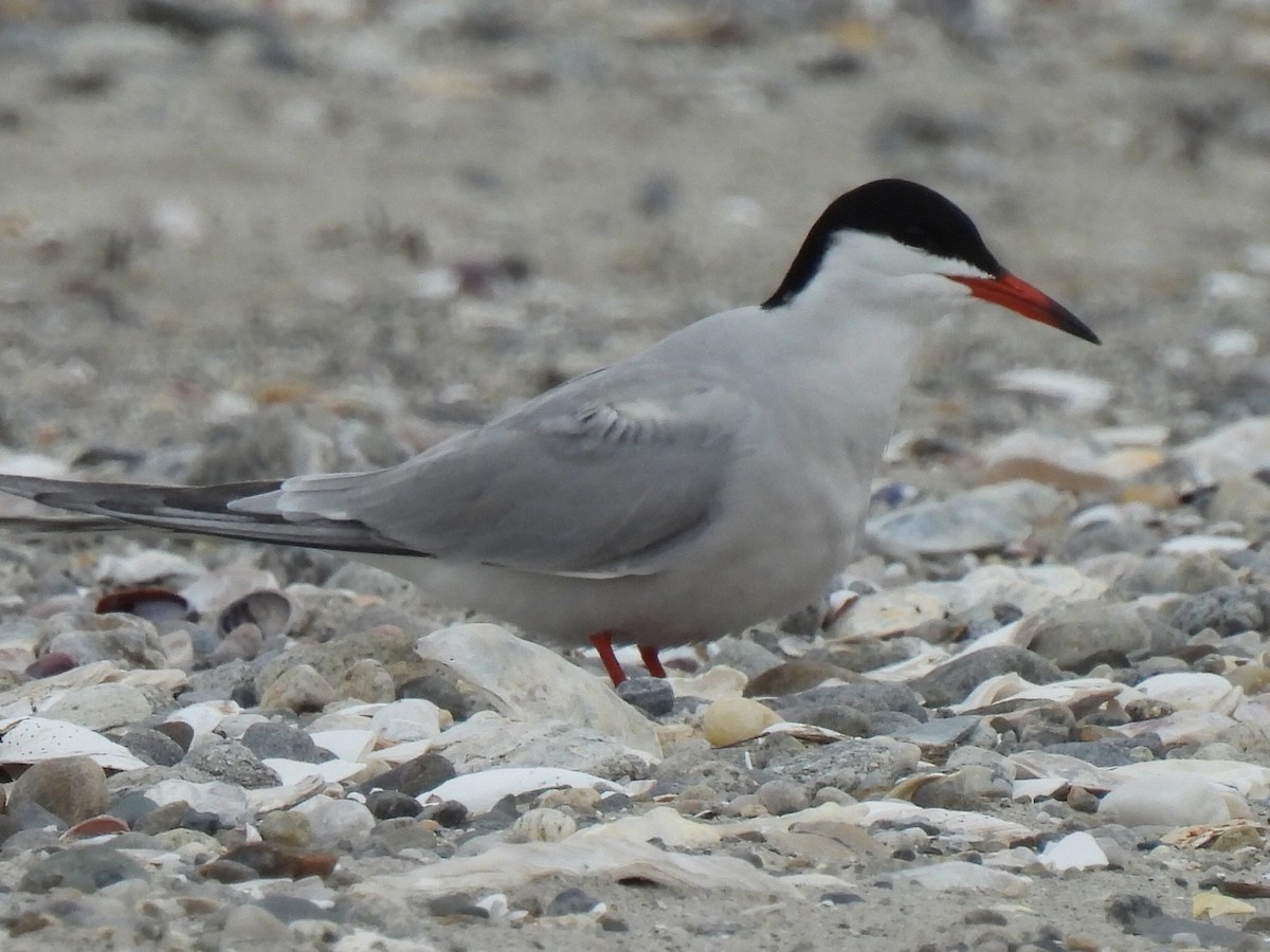 Common Tern - ML619150607