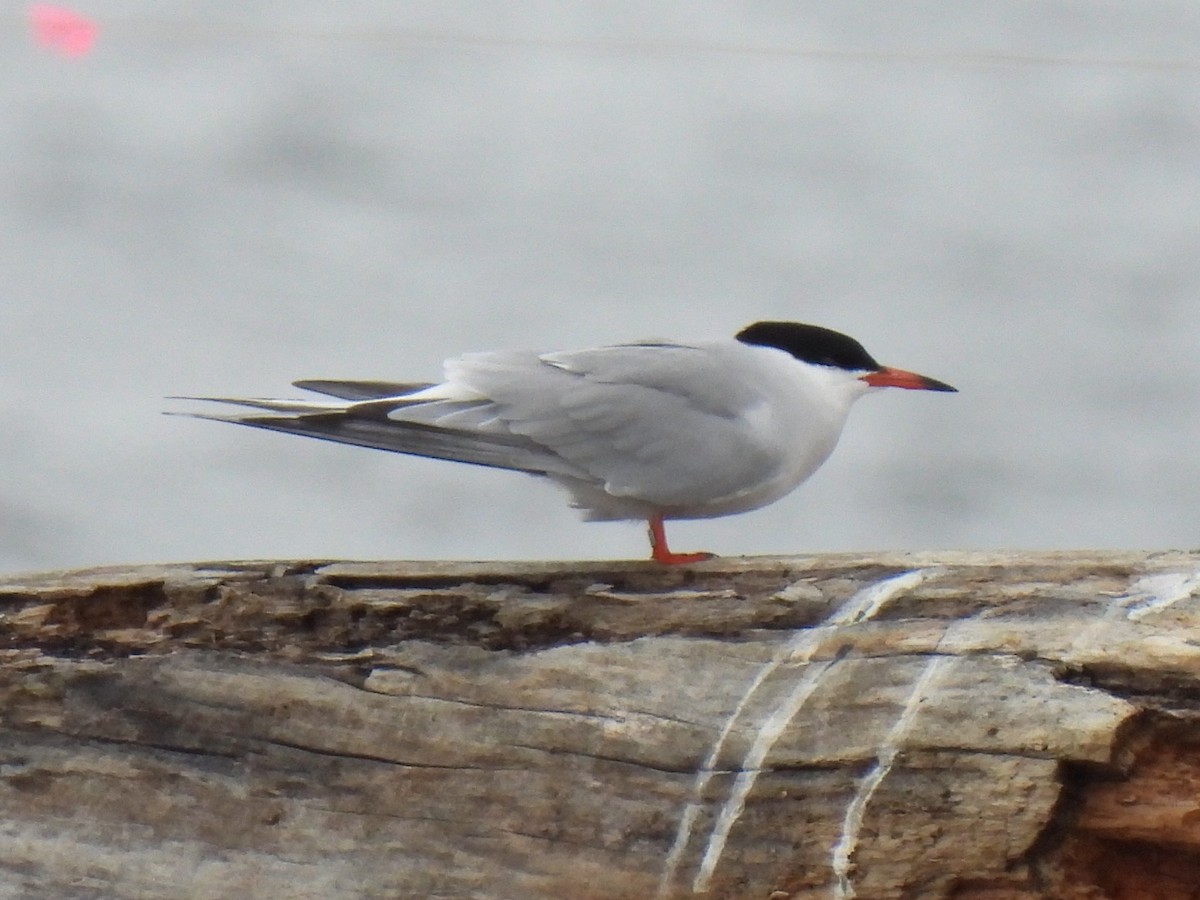 Common Tern - ML619150608