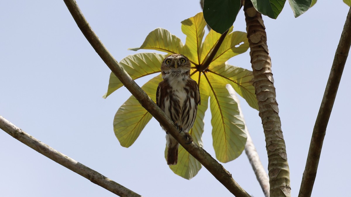 Ferruginous Pygmy-Owl - ML619150633