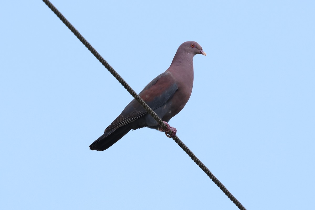 Pigeon à bec rouge - ML619150641